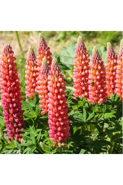 Яскраве червоне суцвіття люпину на сонці